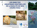 Presentation Cafe des sciences Insectes aquatiques SEDD juin2016 1